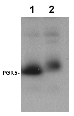 Western blot using anti-PGR5 antibodies